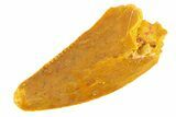 Raptor Tooth - Real Dinosaur Tooth #291586-1